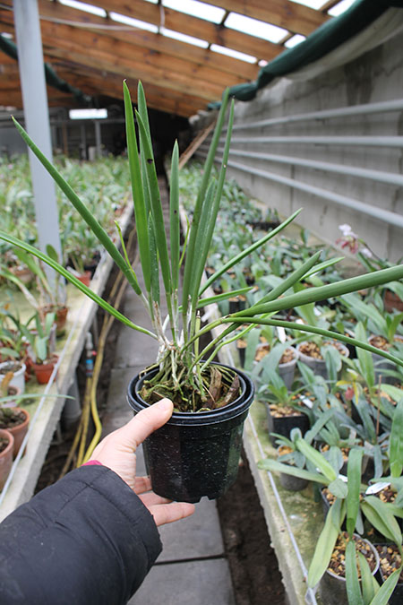 Brassavola nodosa.jpg