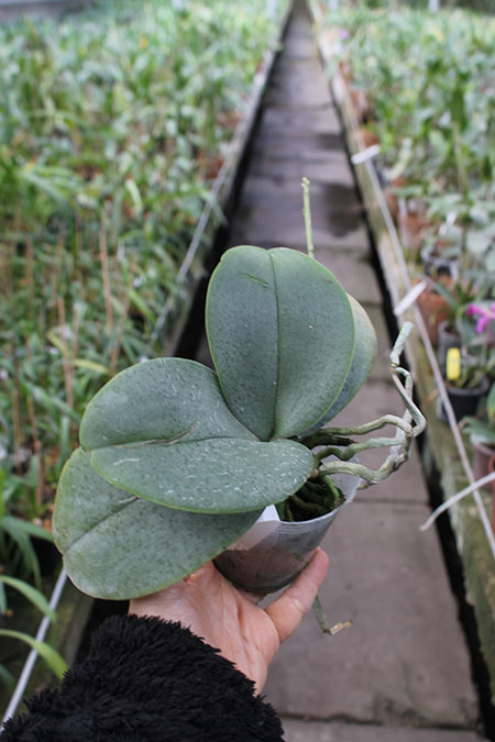 Phalaenopsis stuartiana x finleyi.jpg