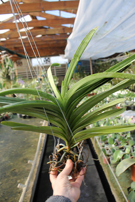 Vanda Robert Delight 'Ink Star'.jpg