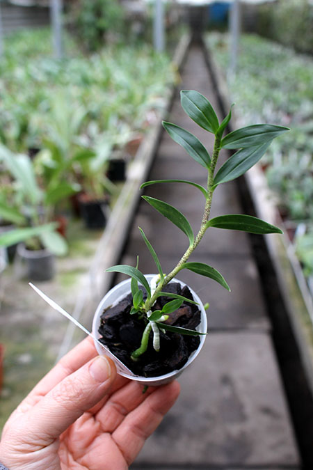 Oerstedella wallisii.jpg