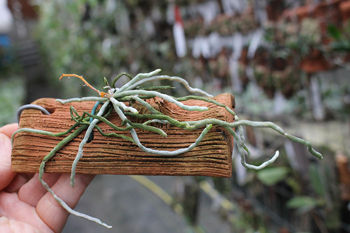 Chiloschista sweelimii.jpg