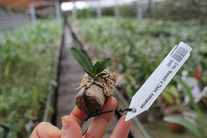 ceratocentron fesselii x tuberolabium kotoense.jpg