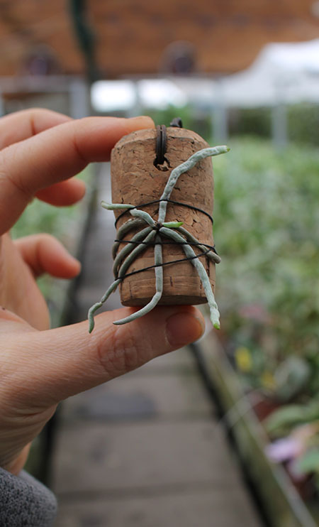 dendrophylax sallei.jpg