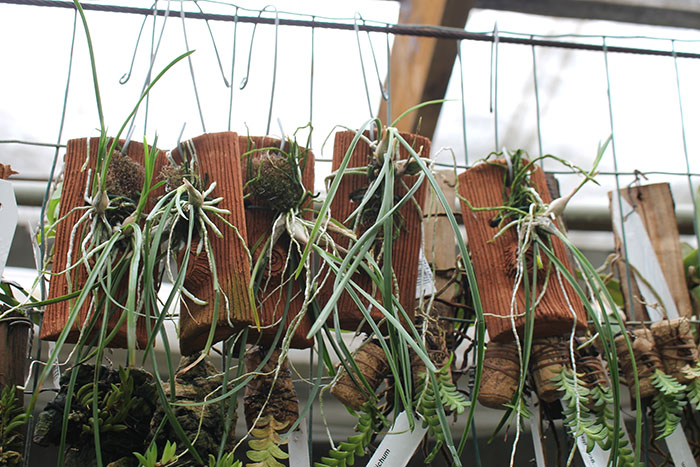 Encyclia bractescens.jpg