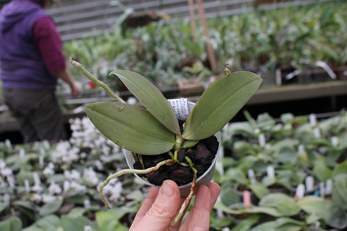 Phalaenopsis Tetrasambo x lindenii.jpg