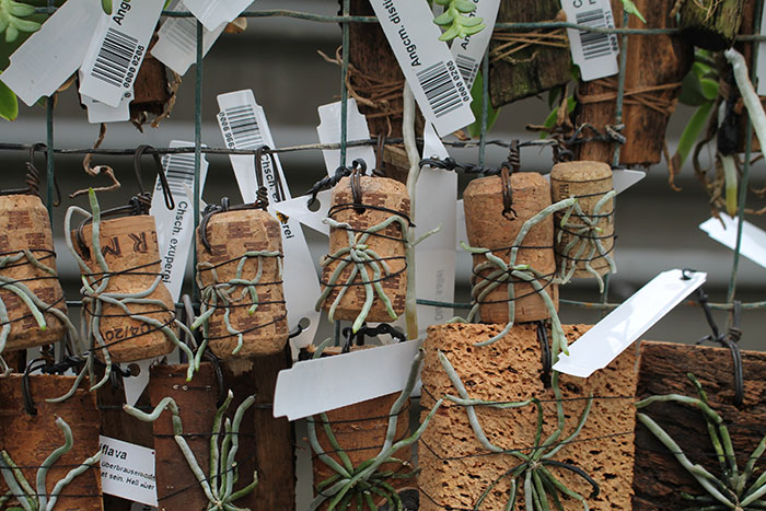 dendrophylax sallei.jpg