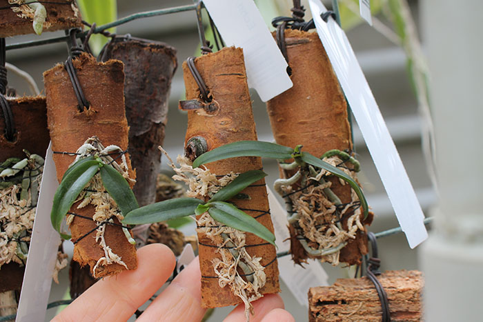 Eurychone galeandrae.jpg