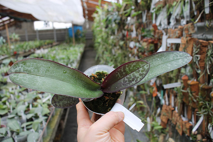 Phalaenopsis stuartiana x sib.jpg