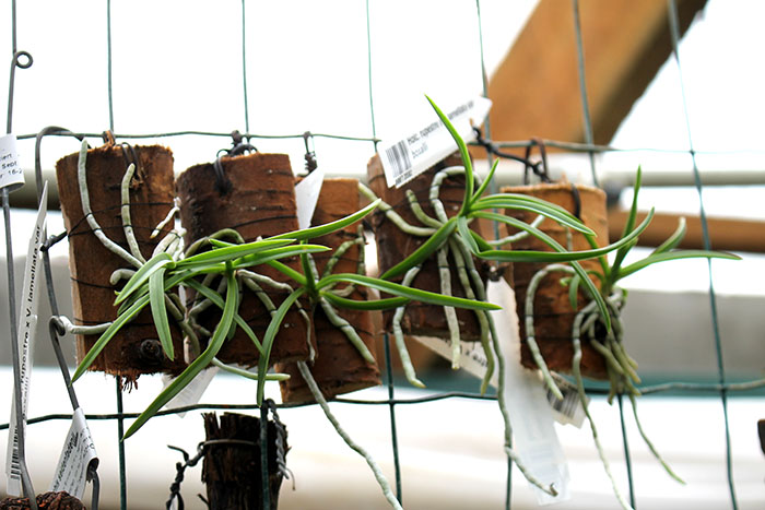 Holcoglossum rupestre x Vanda lamellata var boxallii.jpg