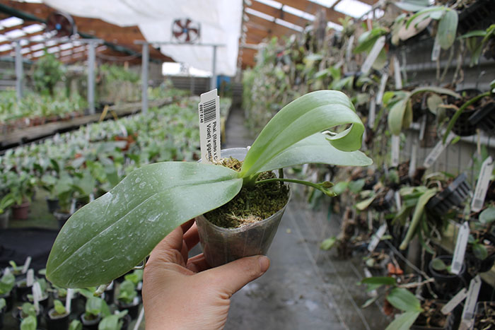 Phalaenopsis (Mambo x Corning's Violet) x gigantea.jpg