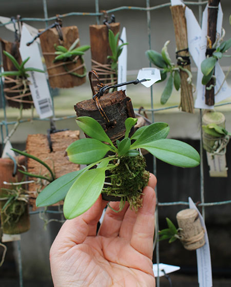 Masdevallia mendozae.jpg