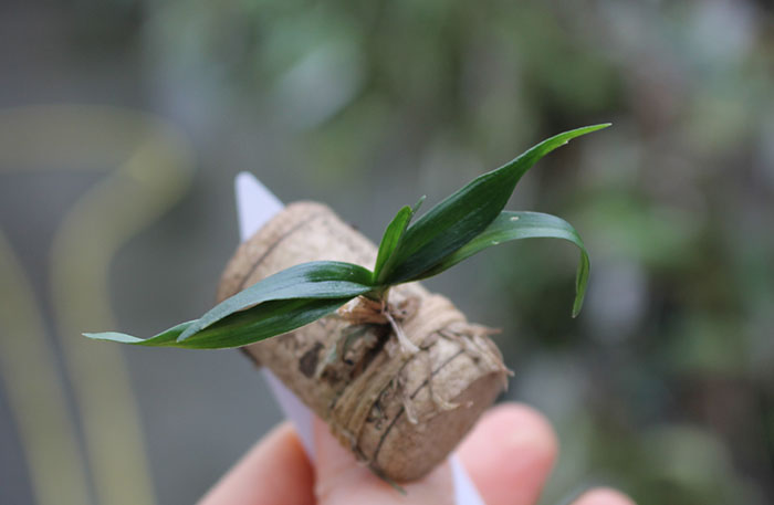 Listrostachys pertusa.jpg