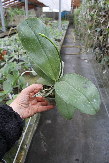 Phalaenopsis Mituo Diamond 'B-2'.jpg