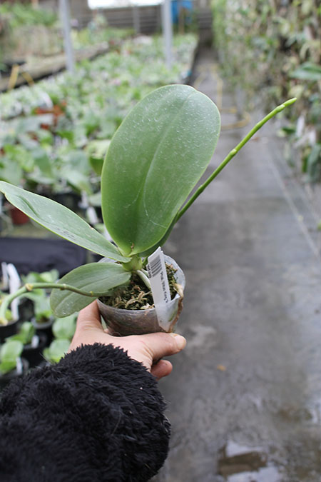 Phalaenopsis Mituo King 'Round'.jpg