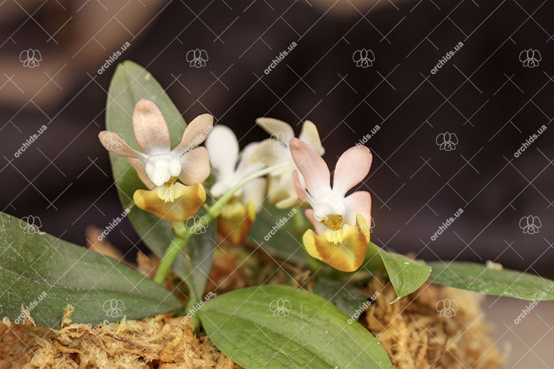 Phalaenopsis lobbii 'Pink'.jpg