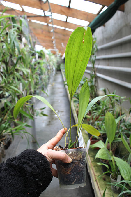 Rudolfiella picta.jpg