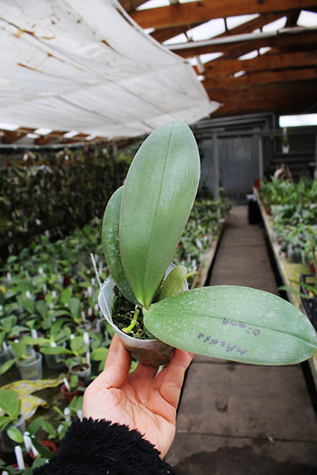 Phalaenopsis Diamond Beauty '1202' x Ld's Bear King 'YK7'.jpg