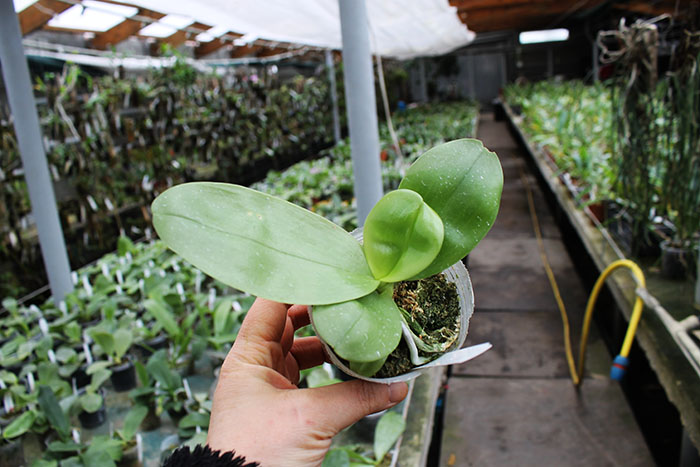 Phalaenopsis Chienlung Jewel Parrot.jpg