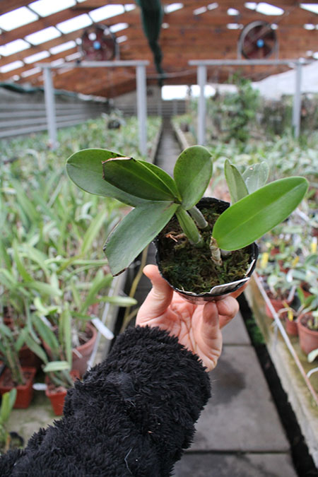 Cattlianthe White Bridal 'Yuki'.jpg