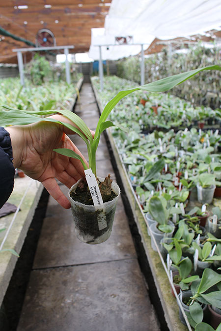 Clowesia warscewiczii.jpg