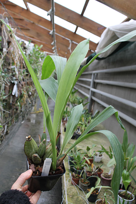 Galeopetalum Princesa Huri.jpg