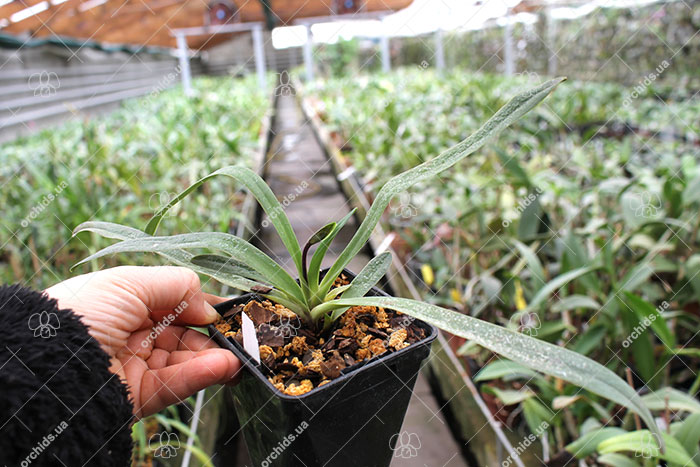 Paphiopedilum herrmannii.jpg