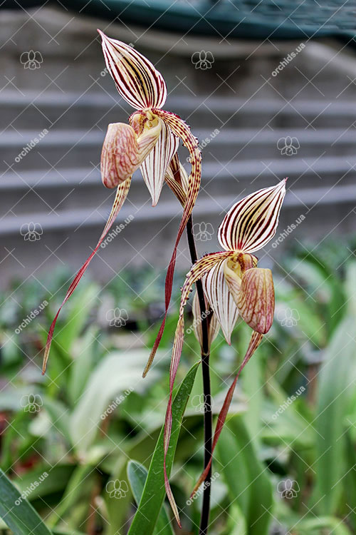 Paphiopedilum Lady Isabel x St Swithin.jpg