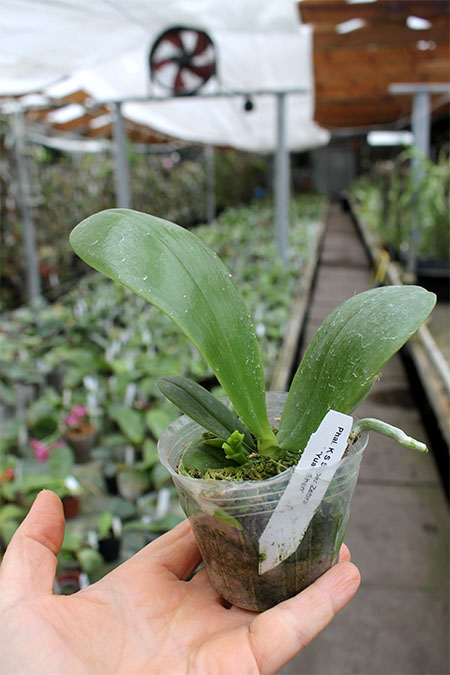 Phalaenopsis KS Super Zebra 'Yuan Shen'.jpg