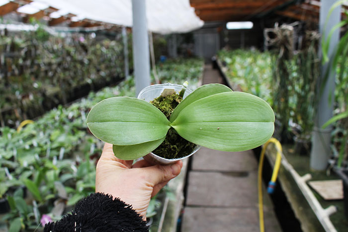 Phalaenopsis Jong's Gigan Cherry x Kingfisher's Dragon Wing.jpg