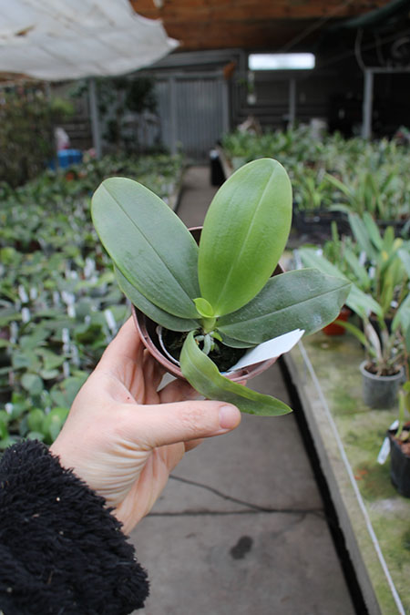 Phalaenopsis Germaine Vincent indigo type x tetraspis.jpg