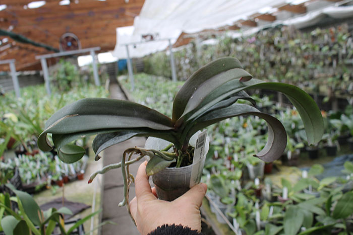 Asconopsis Irene Dobkin 'Orange'.jpg