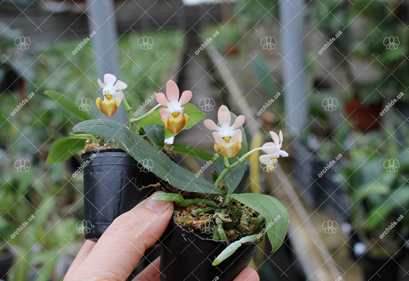 Phalaenopsis lobbii 'Pink'.jpg