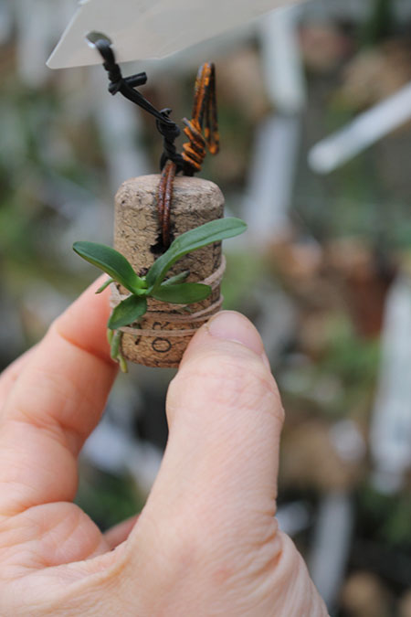 Ceratocentron fesselii.jpg