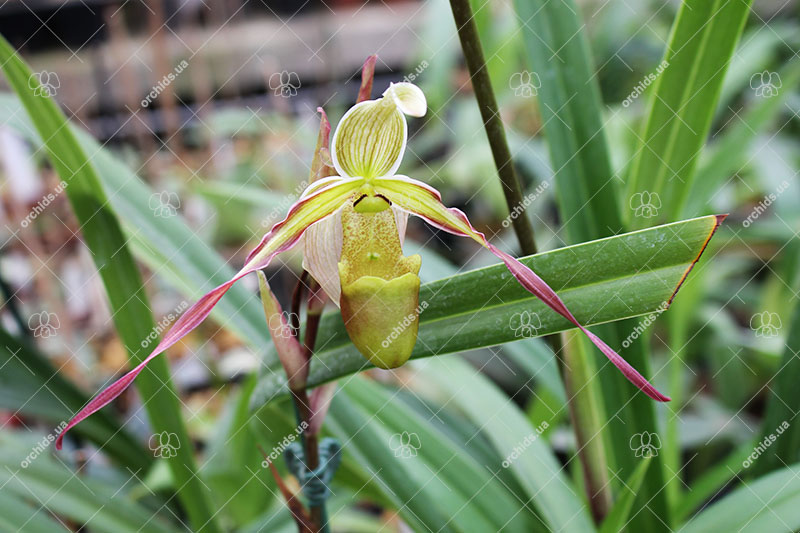Phragmipedium longifolium.jpg