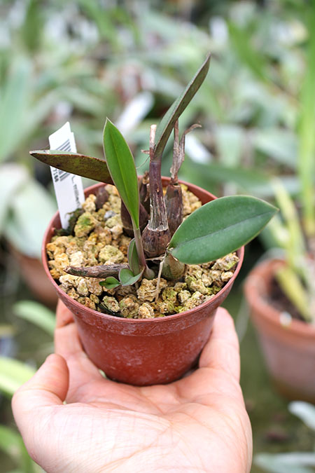 Laelia milleri.jpg