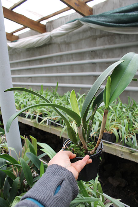 Cattleya Pure Soul 'Yutaka Morimoto'.jpg