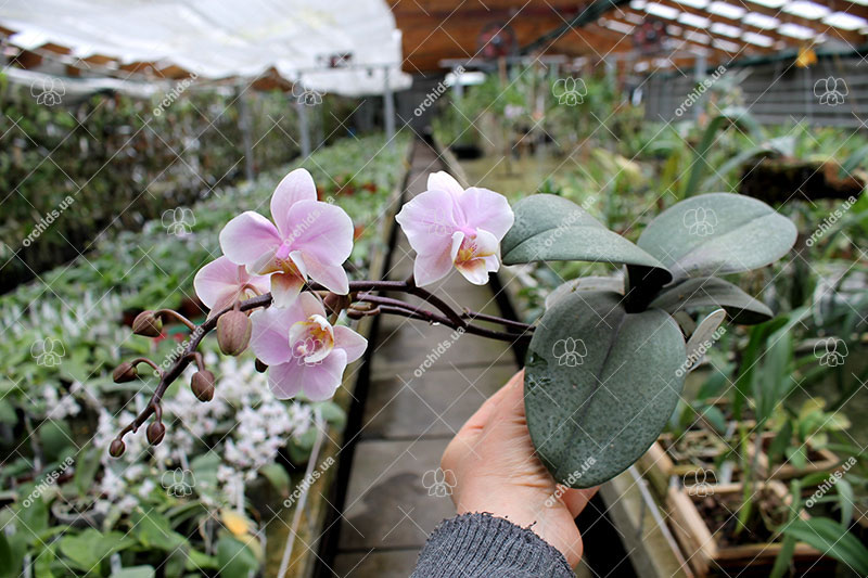 Phalaenopsis Pinlong Cherry.jpg