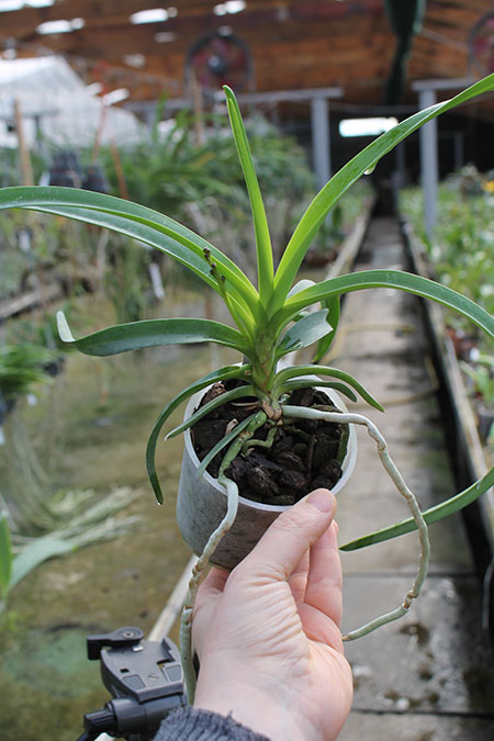 Vanda lamellata.jpg