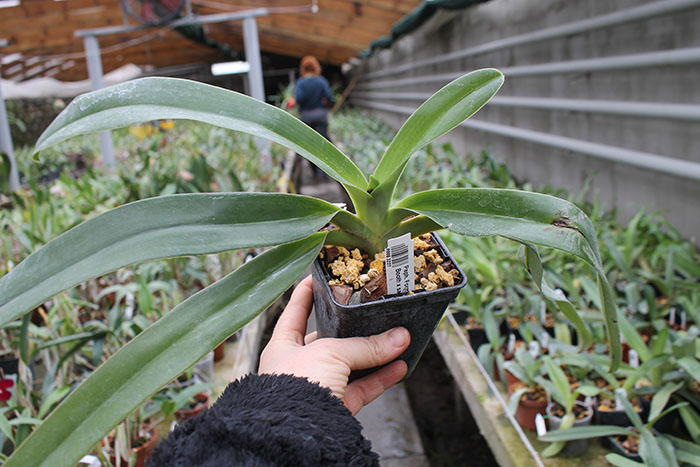 Paphiopedilum Formosa Lady (Susan Booth x sanderianum).jpg