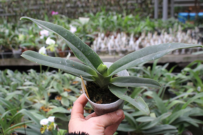 Paphiopedilum hangianum.jpg