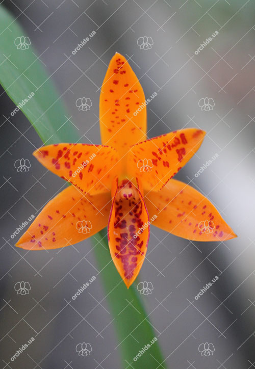 Guriante aurantiaca 'Mishima Spot'.jpg