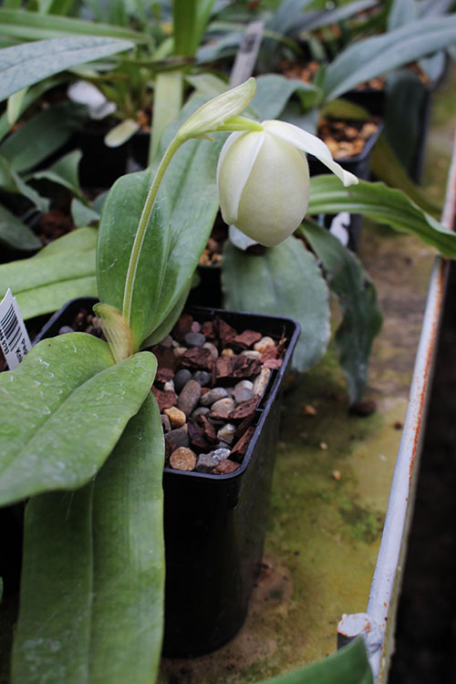 Paphiopedilum rothschildianum x Knight's Niveum.jpg