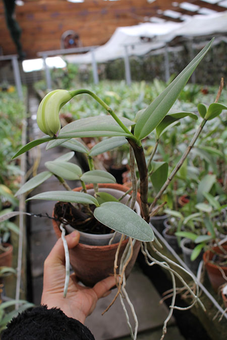 Cattleya intermedia orlata marginata coerulea 'AWZ' x Cattleya intermedia coerulea aquini flamea 'AWZ'.jpg