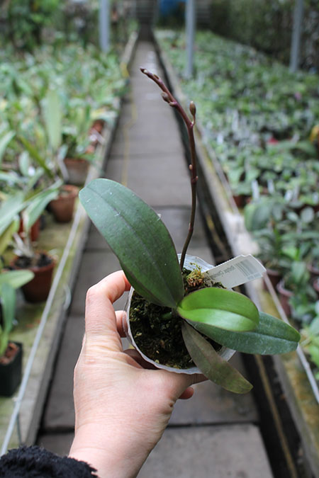 Renanthopsis Chienlung Little Cricket.jpg