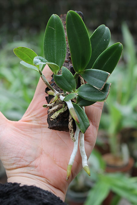 Cattleya aclandiae escura 'Minha nega' x self.jpg