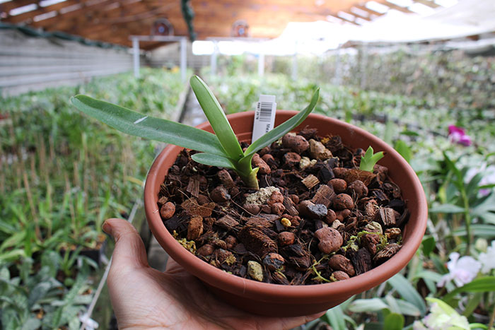 Mexipedium xerophyticum.jpg