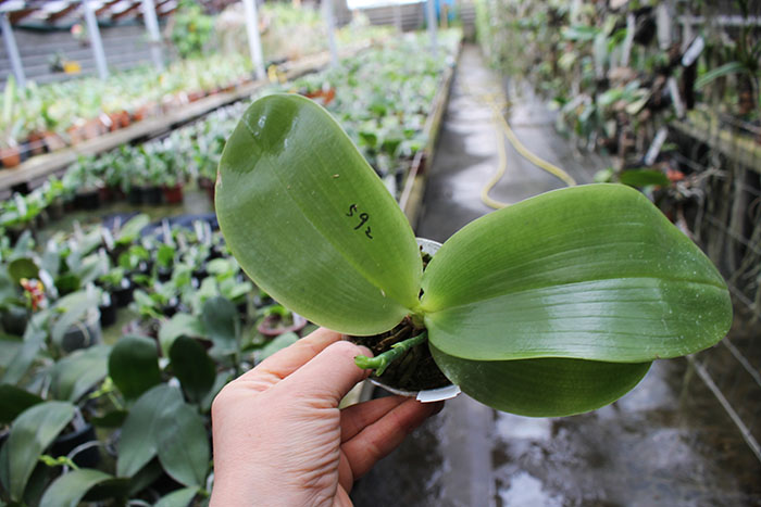 Phalaenopsis Mituo Prince 'Y' x Mituo King Bellina 'R'.jpg