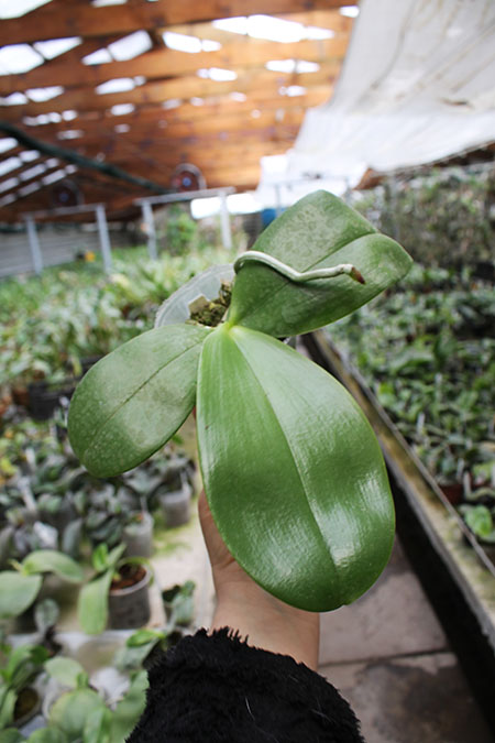 Phalaenopsis AL Redsun Queen 'Carribean Sunset' (clone).jpg