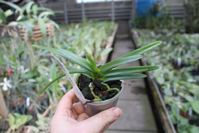 Vanda Thailand x Phalaenopsis equestris alba.jpg