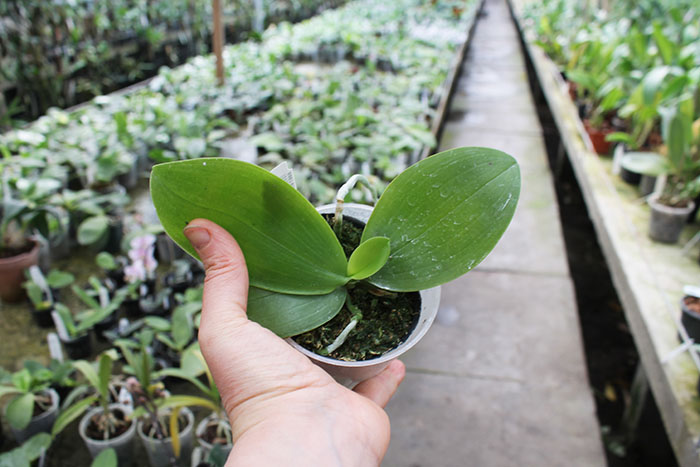 Phalaenopsis Ruby Vasquez x Kung's Spice 'Auspice'.jpg